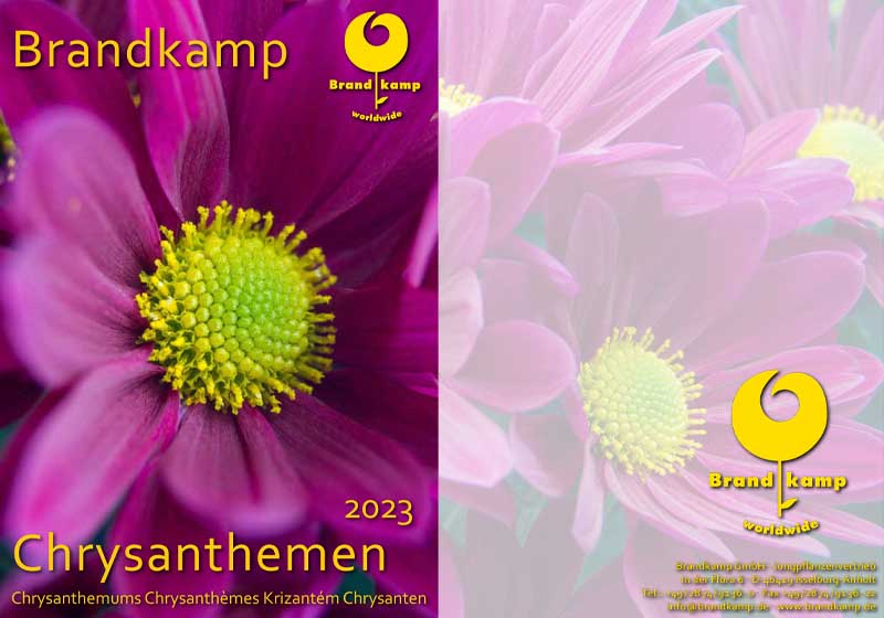 brandkamp chrysanthemum 2023