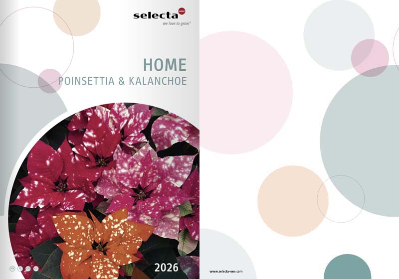 rasaduri-de-flori-2026-selecta-Romania-poinsettia-kalanchoe-campanula-2026-nou rasaduri de flori 2026 selecta romania poinsettia kalanchoe campanula 2026 nou