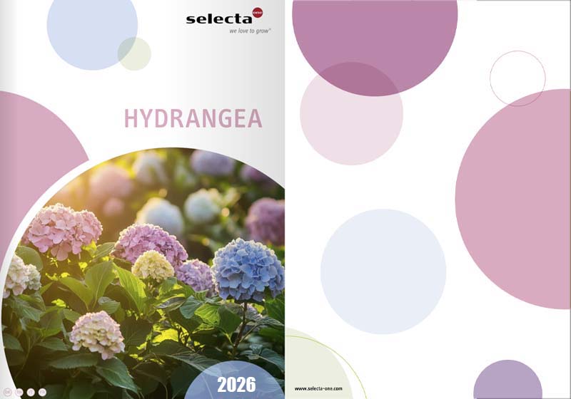catalog-hydrangea-2025-selecta-Romania-catalog-2025-Floraland catalog hydrangea 2025 selecta romania catalog 2025 floraland