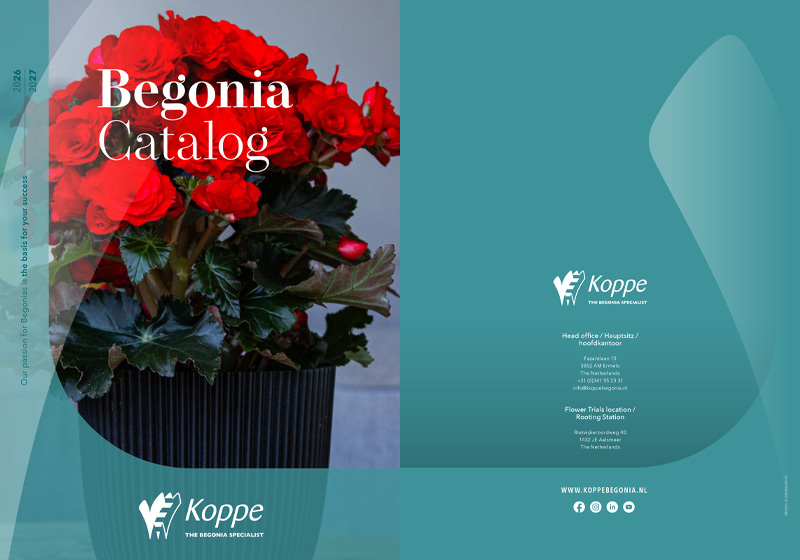 Begonii-Rasaduri-butasi-flori-Romania-Floraland-Koppe-2026-2027 begonii rasaduri butasi flori romania floraland koppe 2026 2027