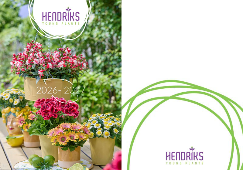 rasaduri-flori-catalog-HENDRIKS-2025-2026-România rasaduri flori catalog hendriks 2025 2026 românia