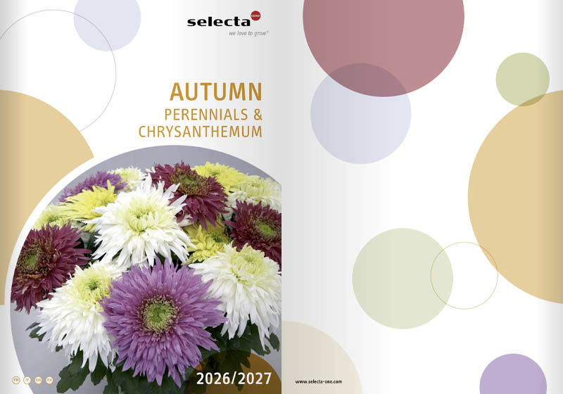 Crizanteme-toamnă-Autumn_Perennials_Chrys_26_27_Floraland crizanteme toamnă autumn perennials chrys 26 27 floraland
